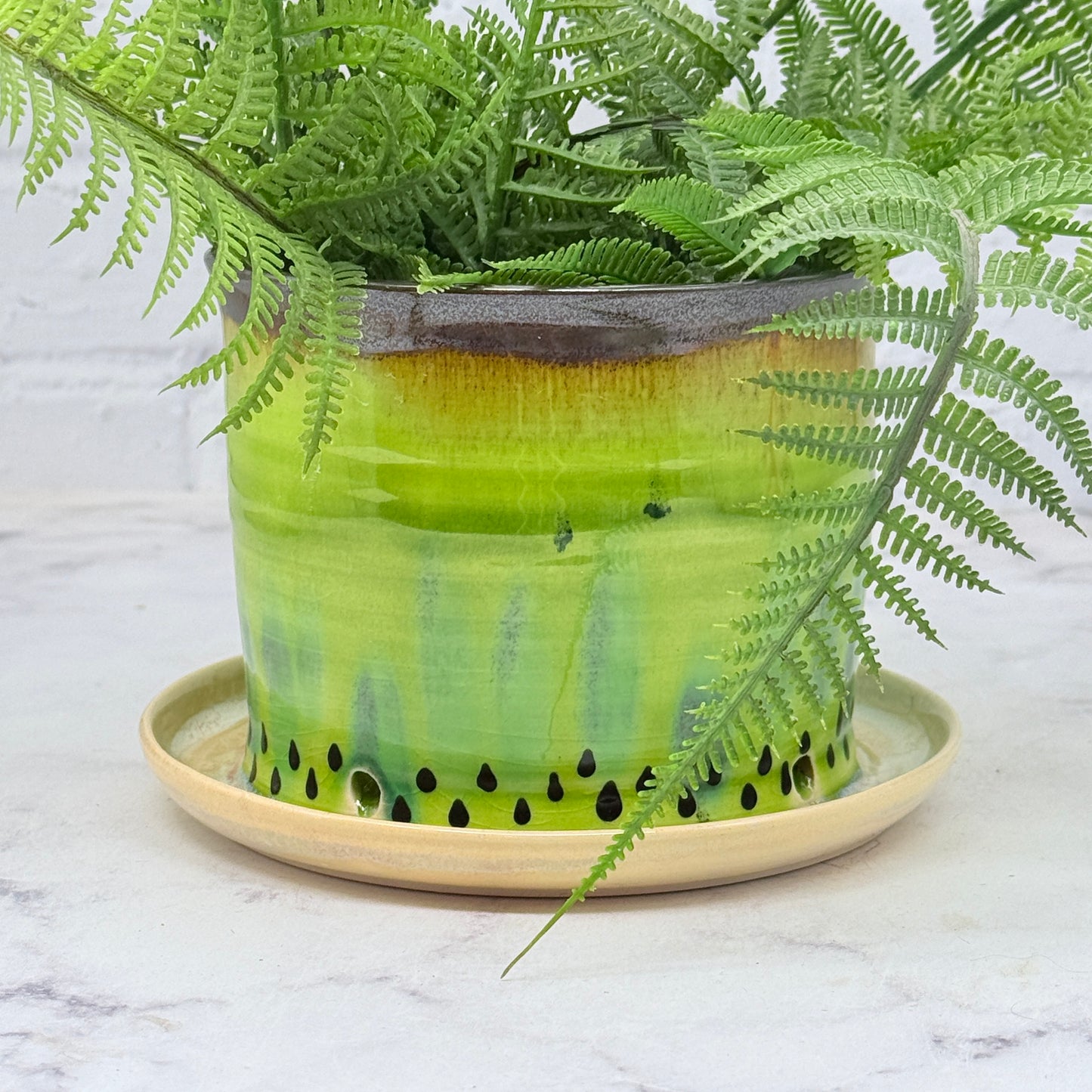 Kiwi Planter