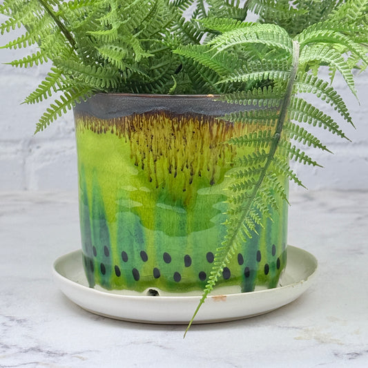 Kiwi Planter 2